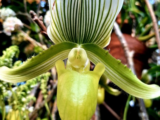 Mainau 25.03.2022 - Orchideenschau