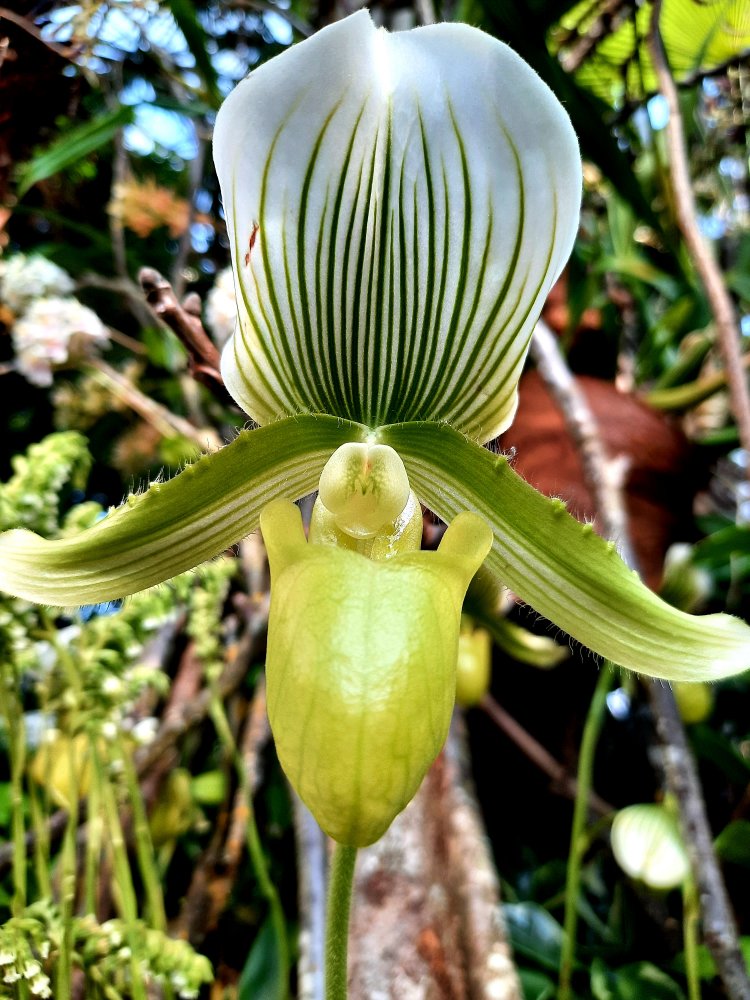 Mainau 25.03.2022 - Orchideenschau