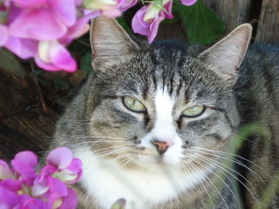 die Hündchenkatze...