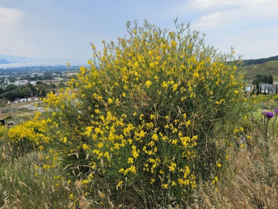 Ginsterbusch_blühend_Kos