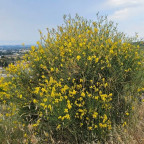 Ginsterbusch_blühend_Kos