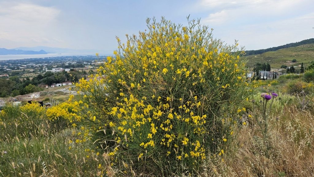 Ginsterbusch_blühend_Kos