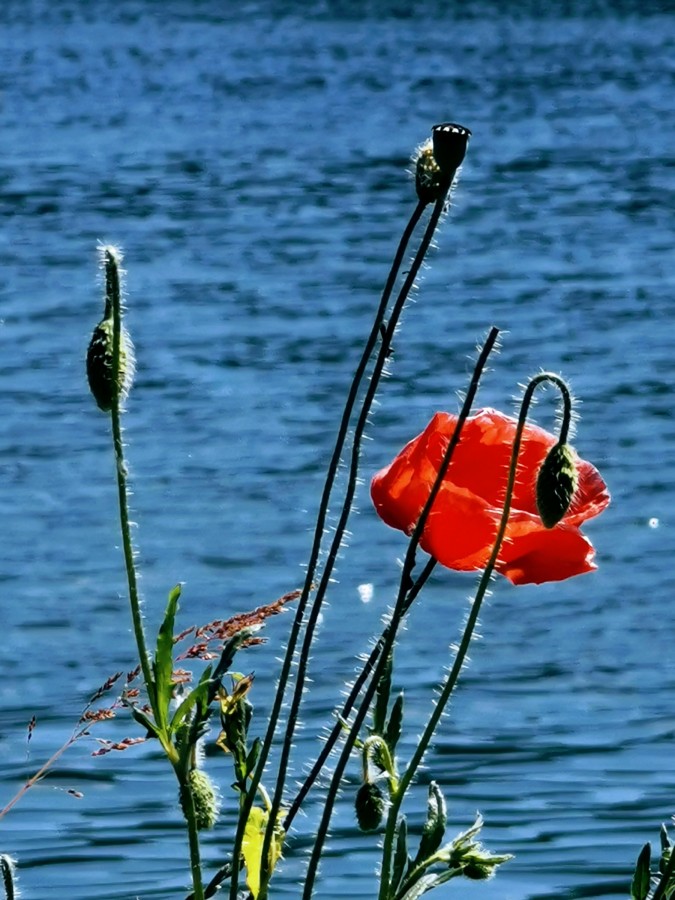 Blüte im Licht