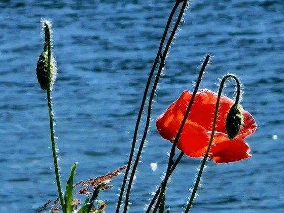 Blüte im Licht