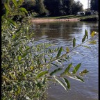 Main und Wein in Obereisenheim /Franken