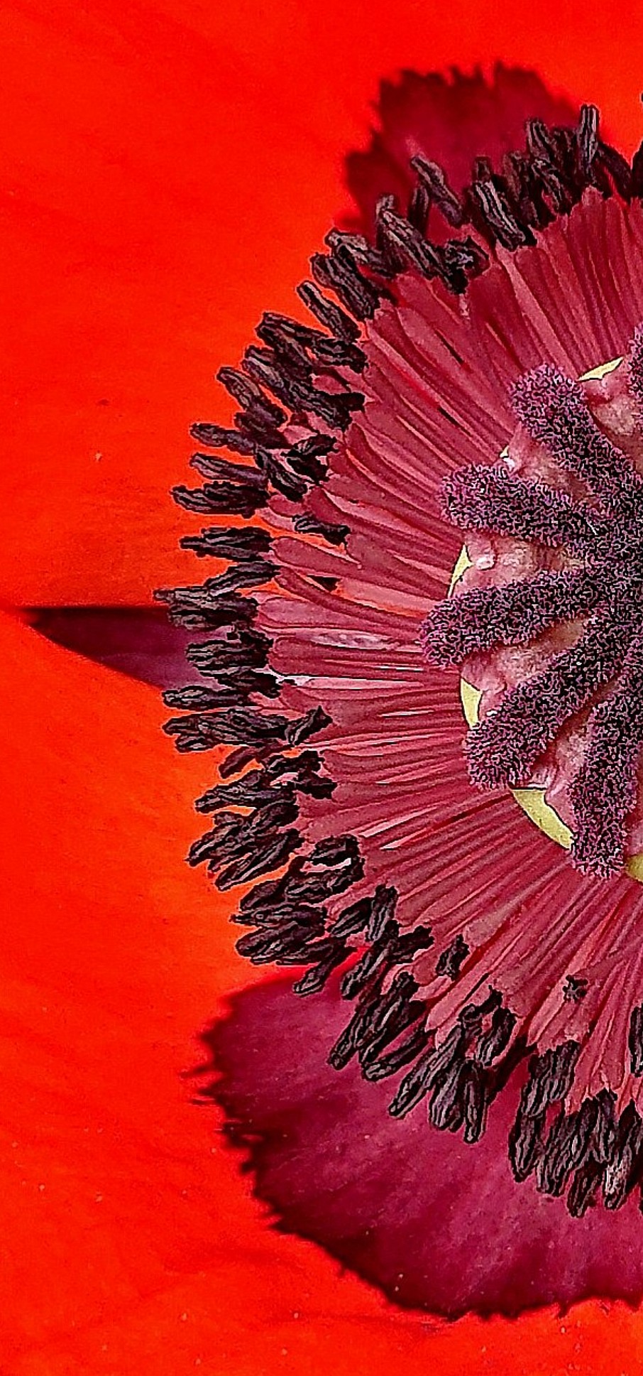 Mohn