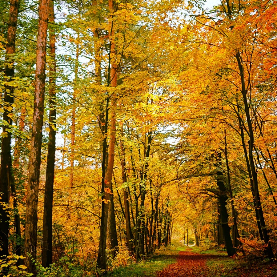 Goldener Herbst