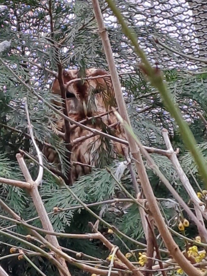 Wo ist die Eule?  Tierpark Hirschfeld / Sachsen 🙂