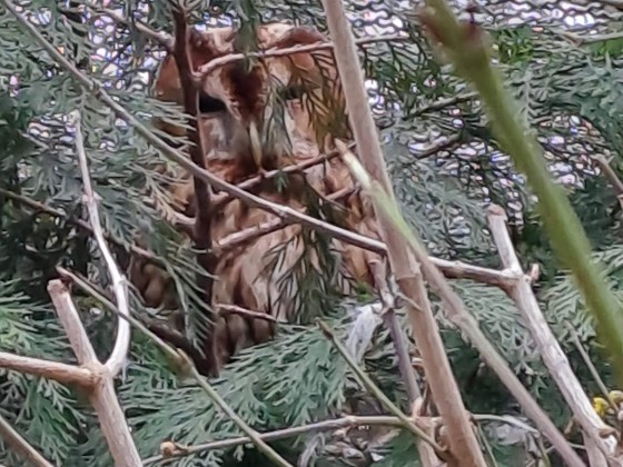 Wo ist die Eule?  Tierpark Hirschfeld / Sachsen 🙂