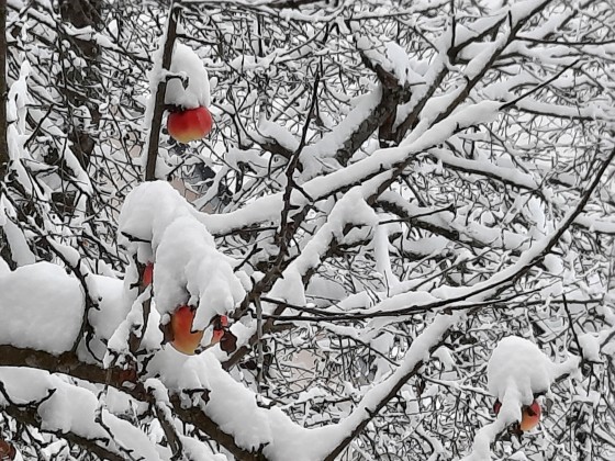 Blick in Nachbars Garten 8.1.2021