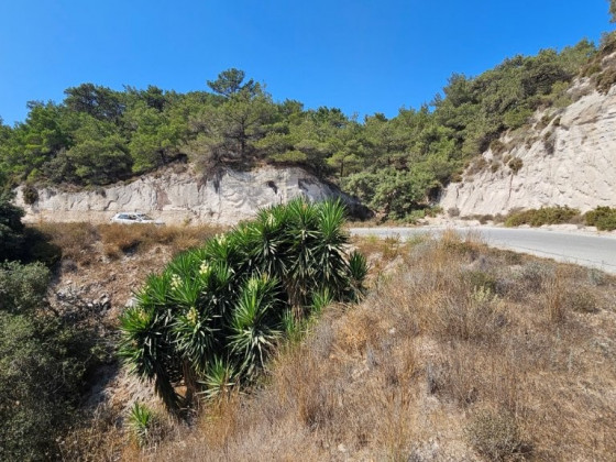blühende_Yucca_auf_Kos