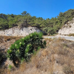 blühende_Yucca_auf_Kos