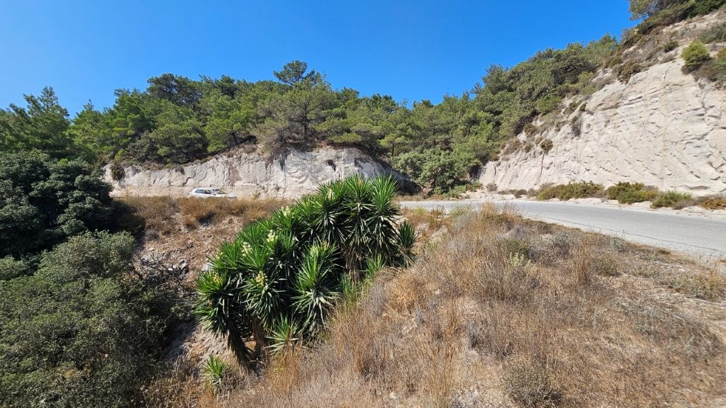 blühende_Yucca_auf_Kos
