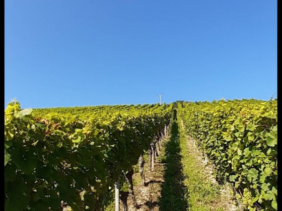 Main und Wein in Obereisenheim /Franken