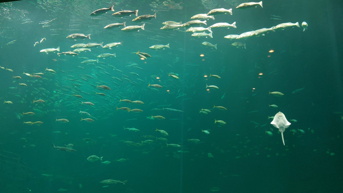 Hirtshals Ozeanarium (2)