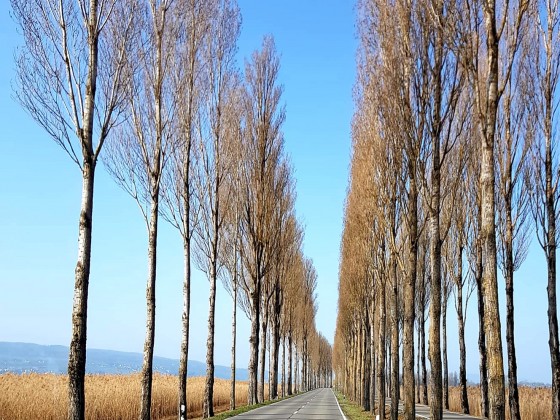 Allee auf die Insel Reichenau - 26.03.2022