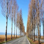 Allee auf die Insel Reichenau - 26.03.2022