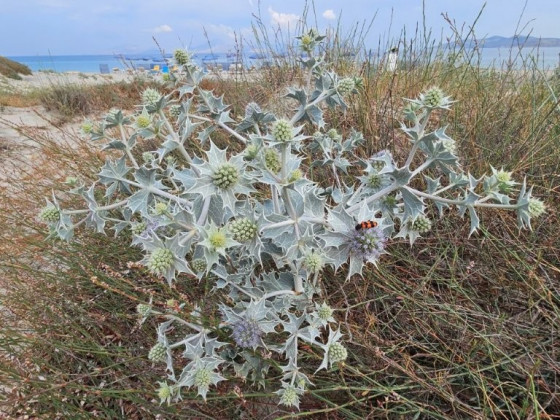 Käfer_Distelbusch_Strand_Kos
