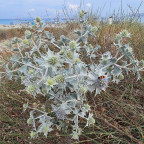 Käfer_Distelbusch_Strand_Kos