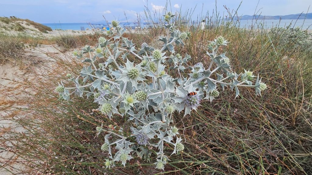 Käfer_Distelbusch_Strand_Kos