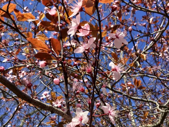 Frühling in Paris