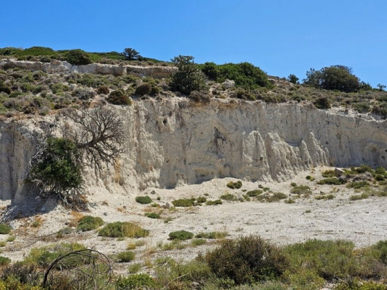 Baum_wächst_aus_Stein_Kos