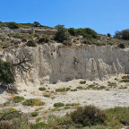 Baum_wächst_aus_Stein_Kos