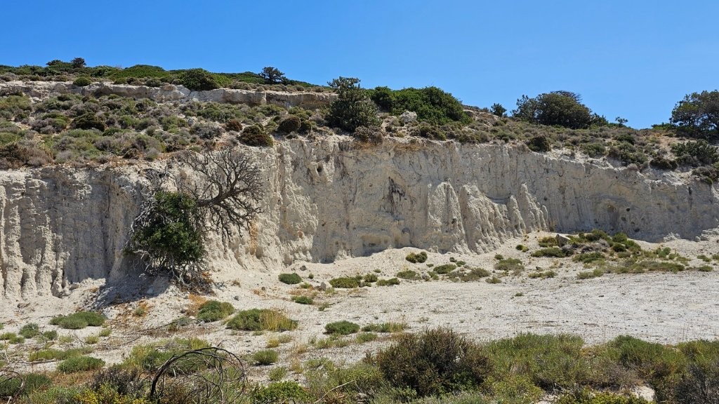 Baum_wächst_aus_Stein_Kos