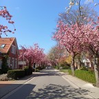 Baumblüte in Ostfriesland