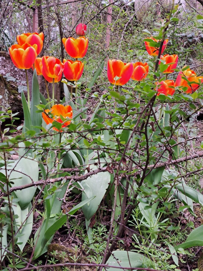 Der Mai kann kommen! 😊 🌻🌹🍀🌳⛅️🌞