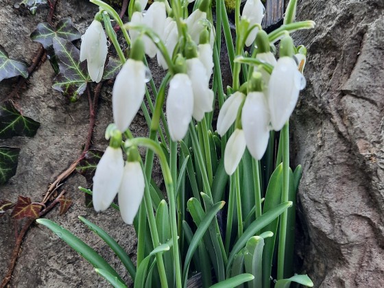 Schneeglöckchen