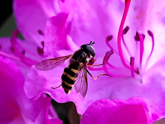 Im Garten - Mai 2022