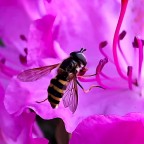 Im Garten - Mai 2022