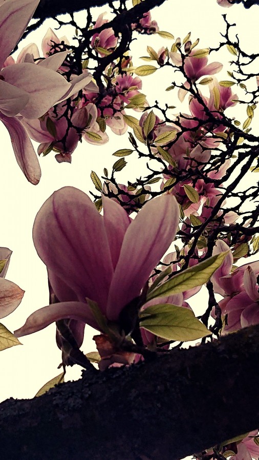 Magnolie