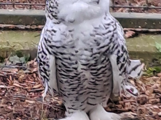 Wo ist die Eule?  Tierpark Hirschfeld / Sachsen 🙂