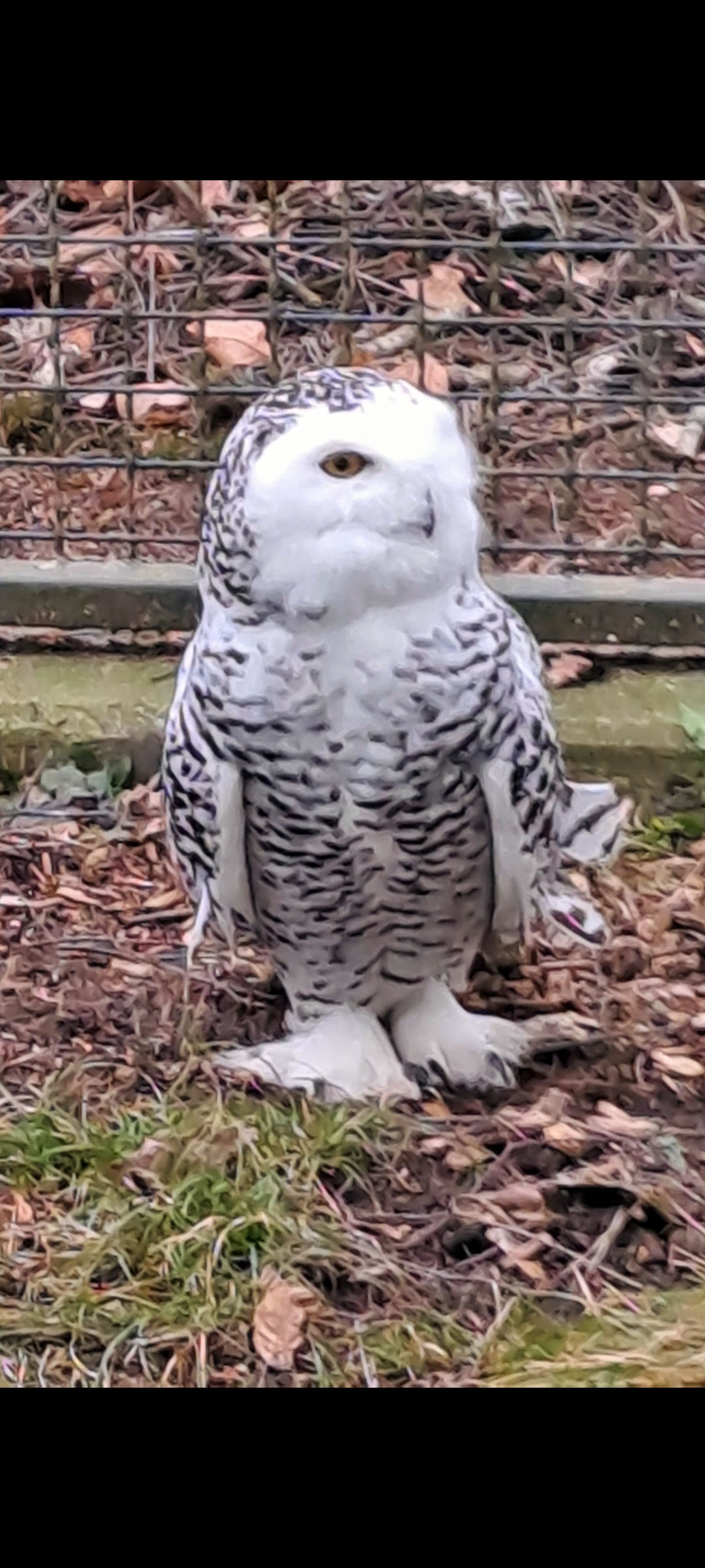 Wo ist die Eule?  Tierpark Hirschfeld / Sachsen 🙂