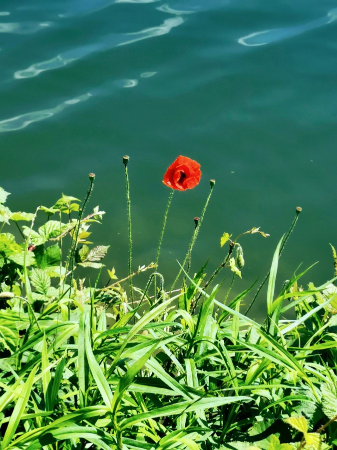 Rote Blüte