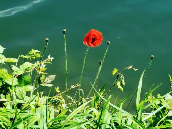 Rote Blüte