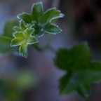 Frost