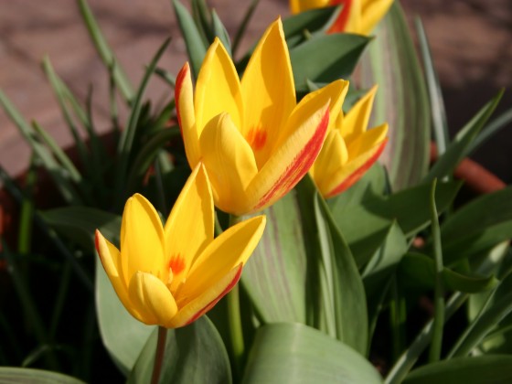 Tulpen