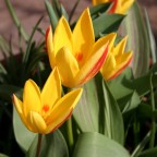 Tulpen