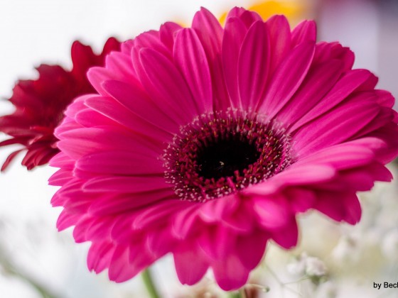 Gerbera