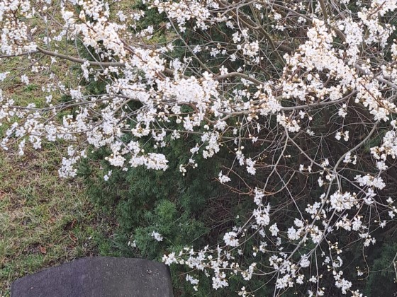 Freundlicher Frühjahrsgruß vor meinem Fenster 🙂