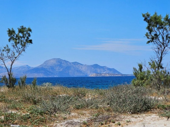 2_Bäume_Pflanzen_Distel_Meer