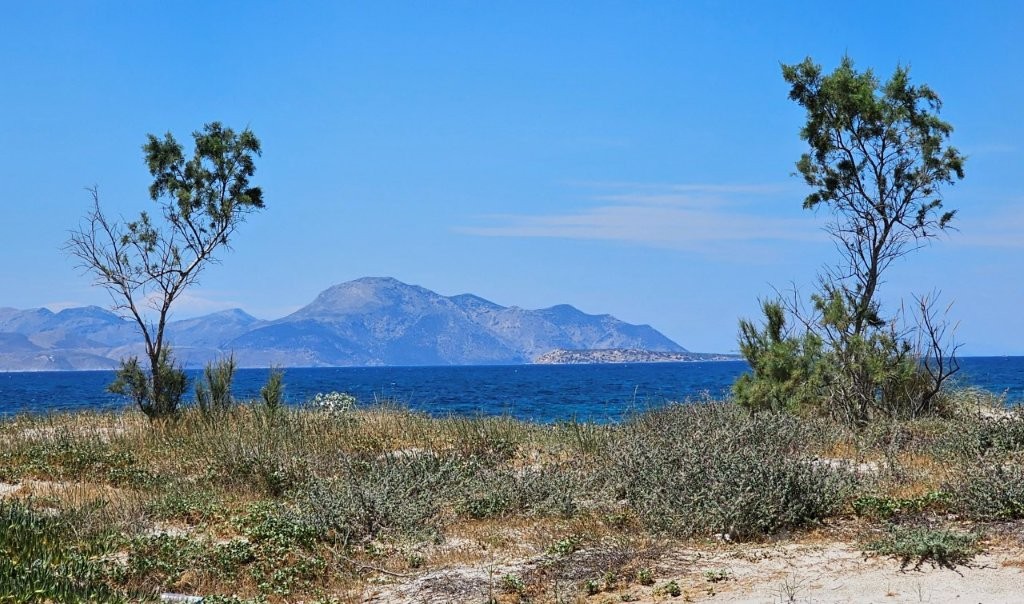 2_Bäume_Pflanzen_Distel_Meer