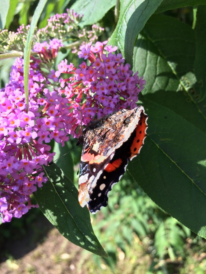Schmetterlinge