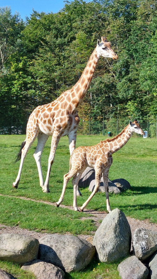 Aalborg Zoo