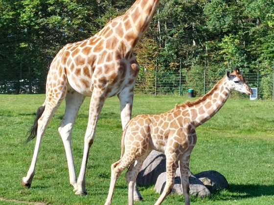 Aalborg Zoo