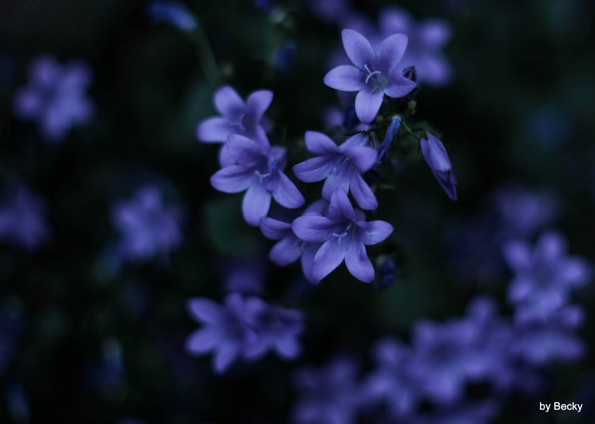 Campanula