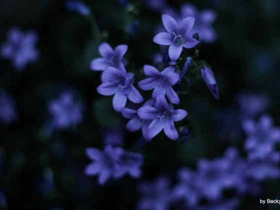 Campanula